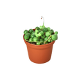 Variegated String of Pearls
