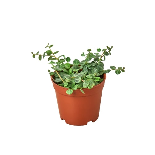 String of Turtles Succulent