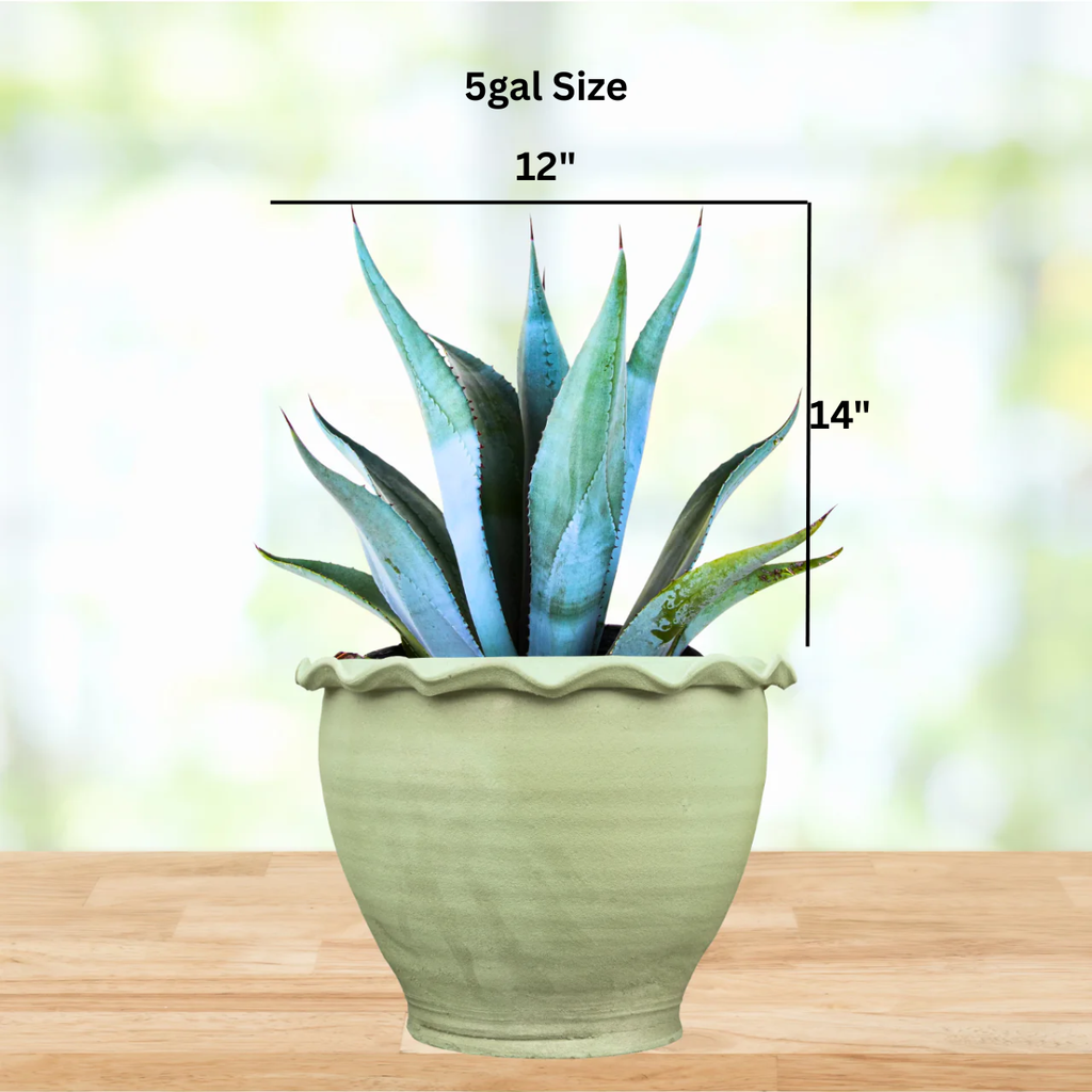 Agave franzosinii
