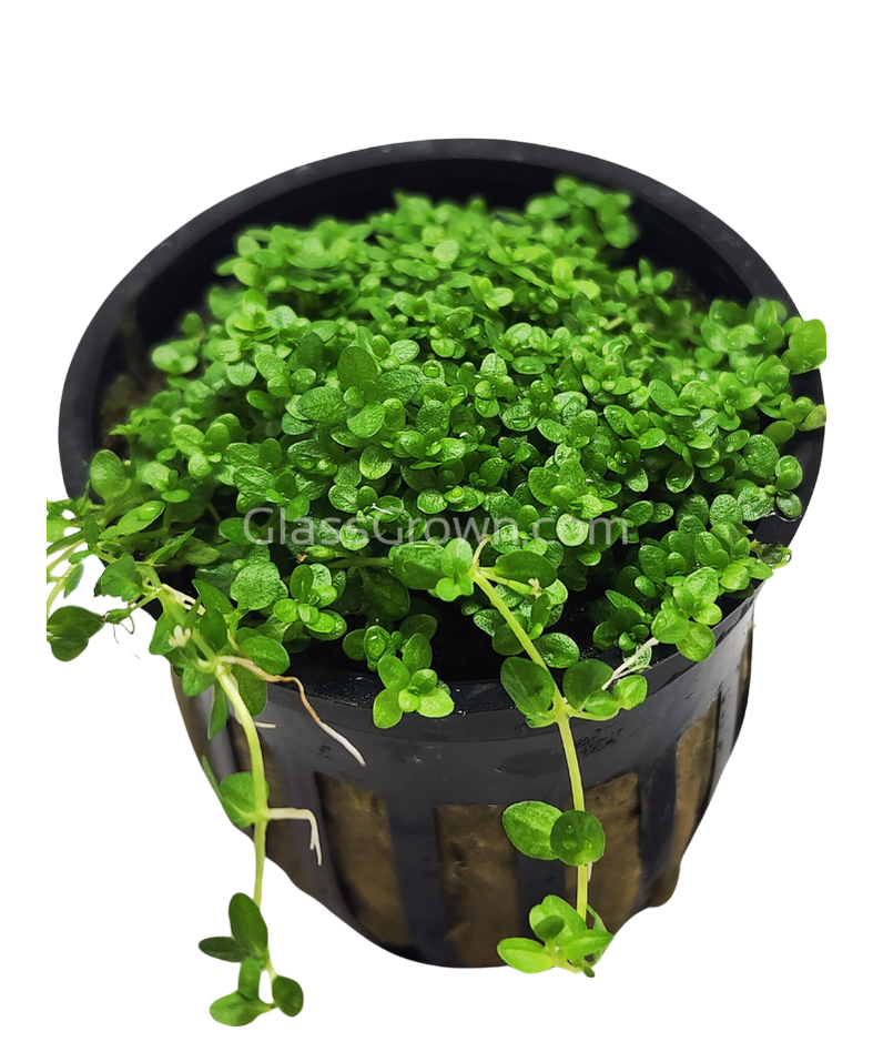 Dwarf Baby Tears (Hemianthus Callitrichoides)