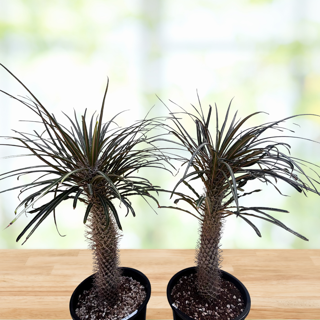 Silver Madagascar Palm