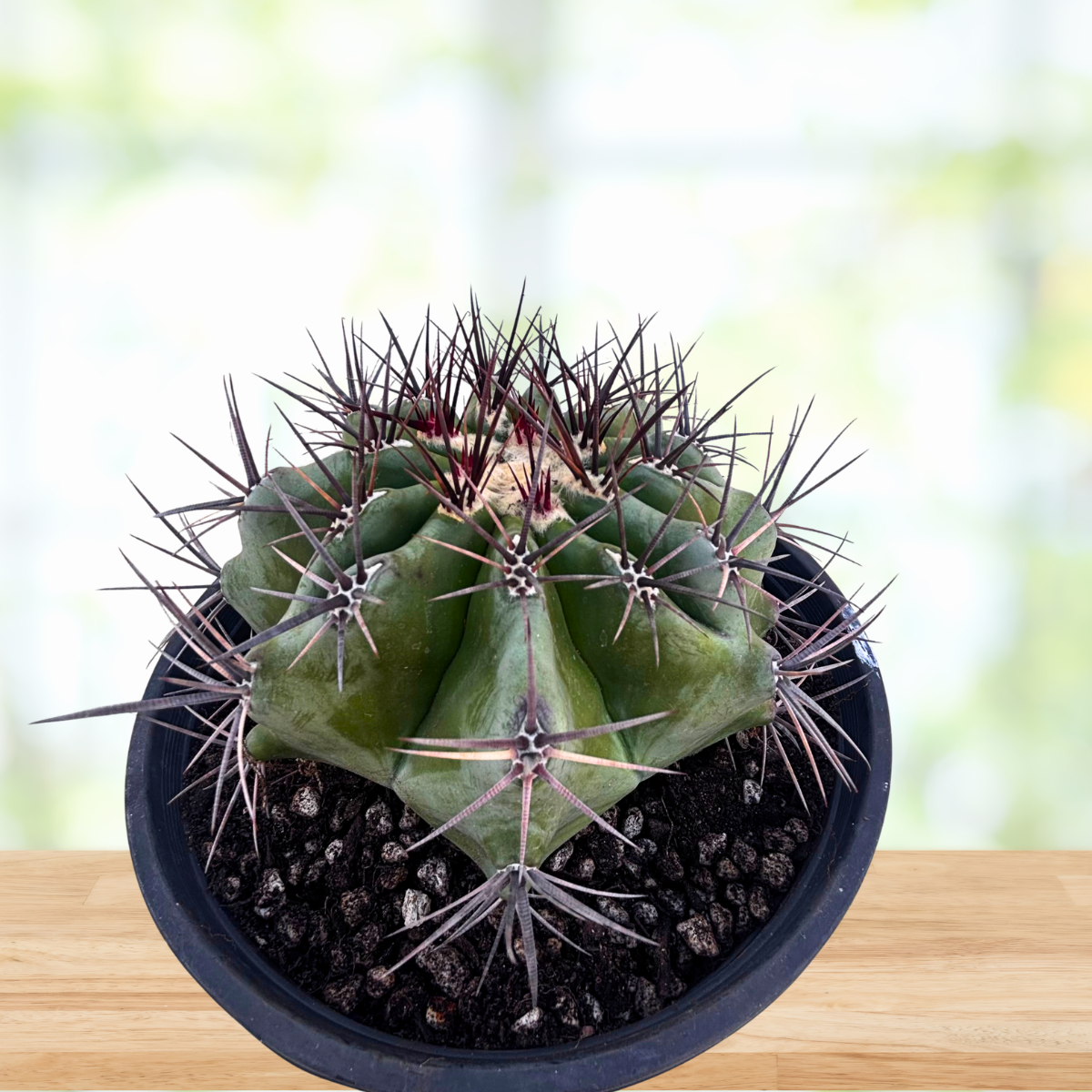 Echinocactus ingens