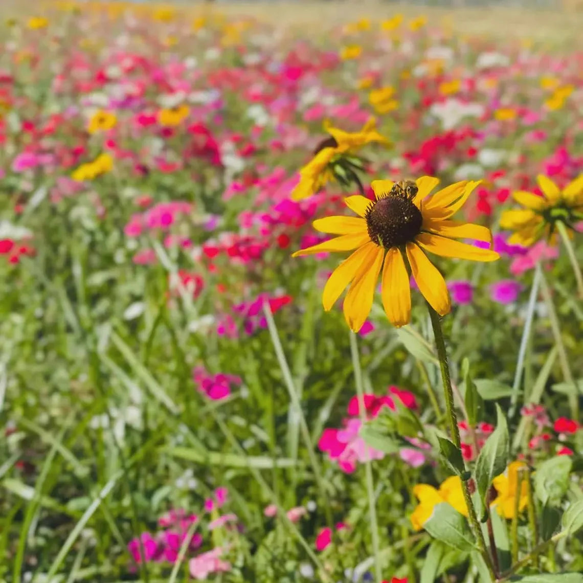 Tennessee Purple Coneflower Wildflower Grow Kit