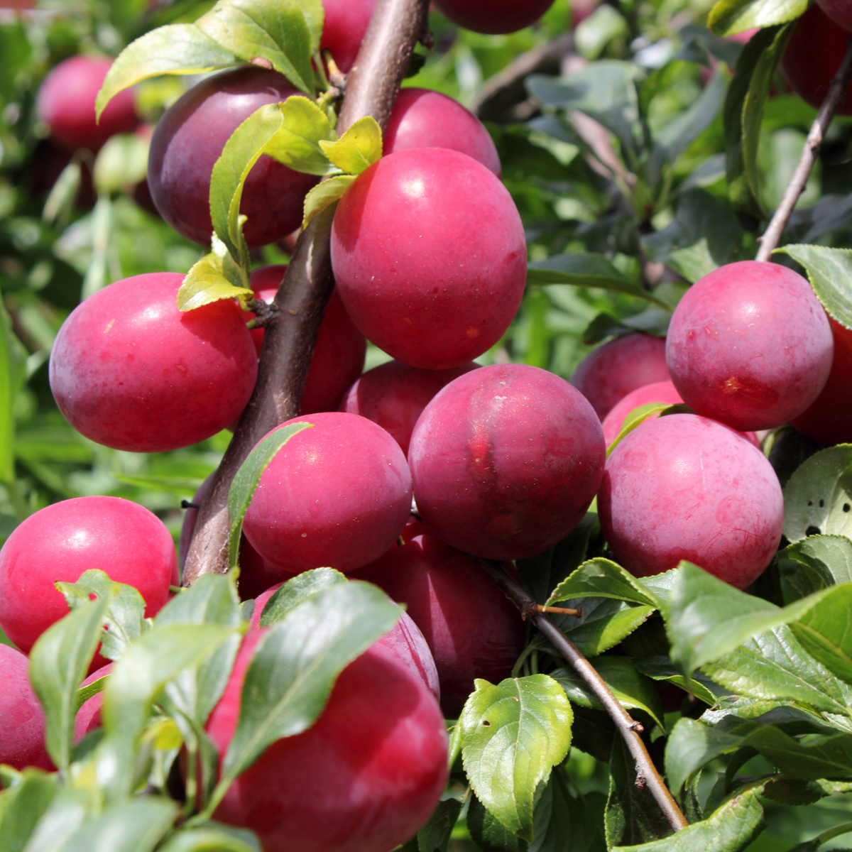 Beauty Plum Tree