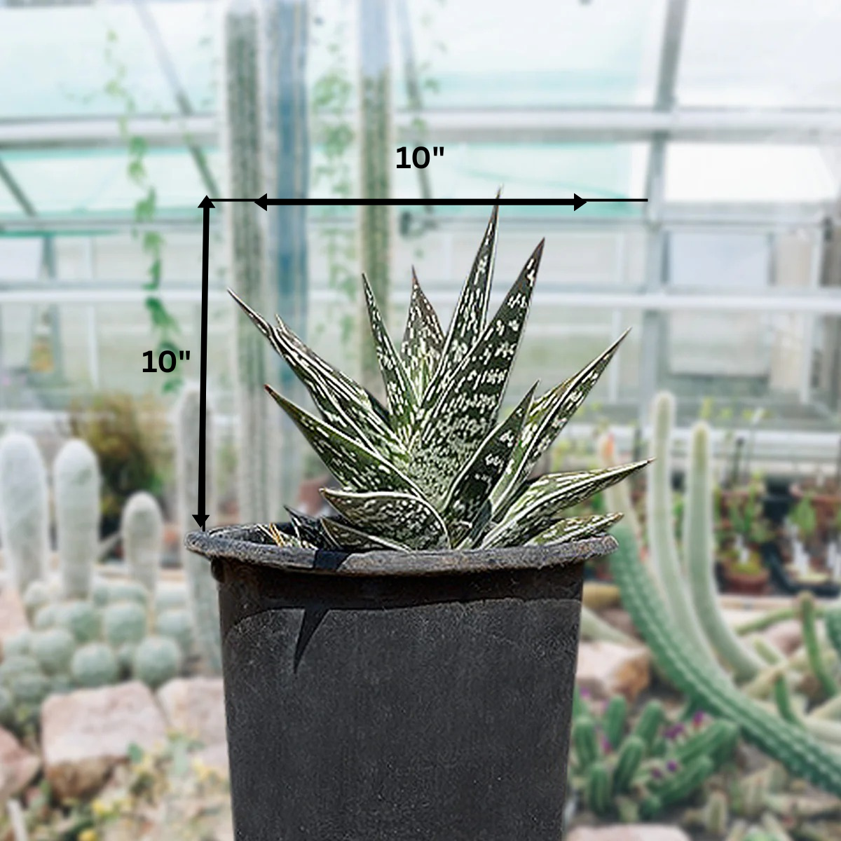 Tiger Aloe