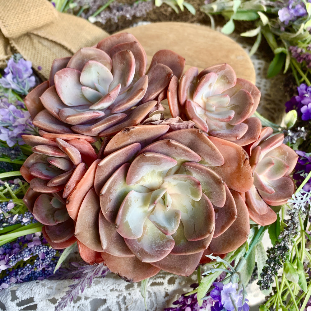 Big Rose-shaped Succulent - Echeveria 'Dusty Rose' - Drought-tolerant Fast-growing Plant