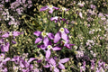 100 Seeds Evening Scented Stock Flower, Matthiola longipetala, Night Blooming Fragrant Annual Seeds