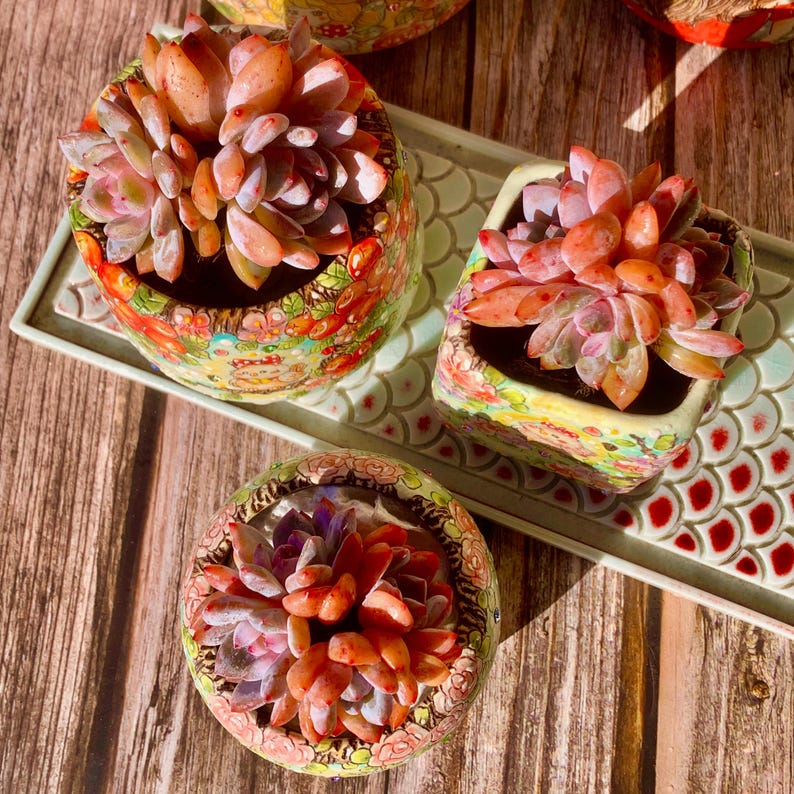 Echeveria 'Snow Angel' Multi-stemmed Cluster Approx. 3–3.5 inches Across