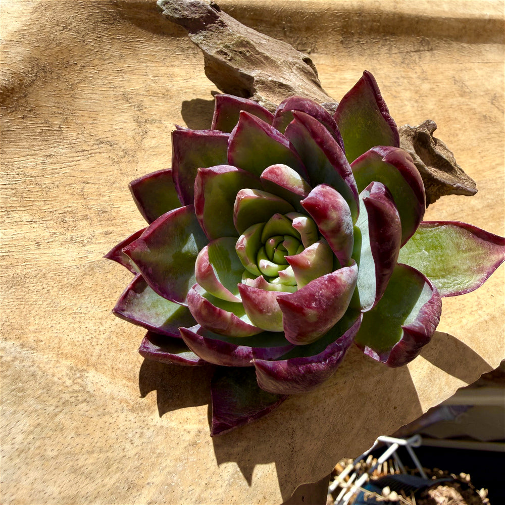 Echeveria Agavoides 'Casio' Variegata ~3"-3.5" Rare Succulent Live Plant