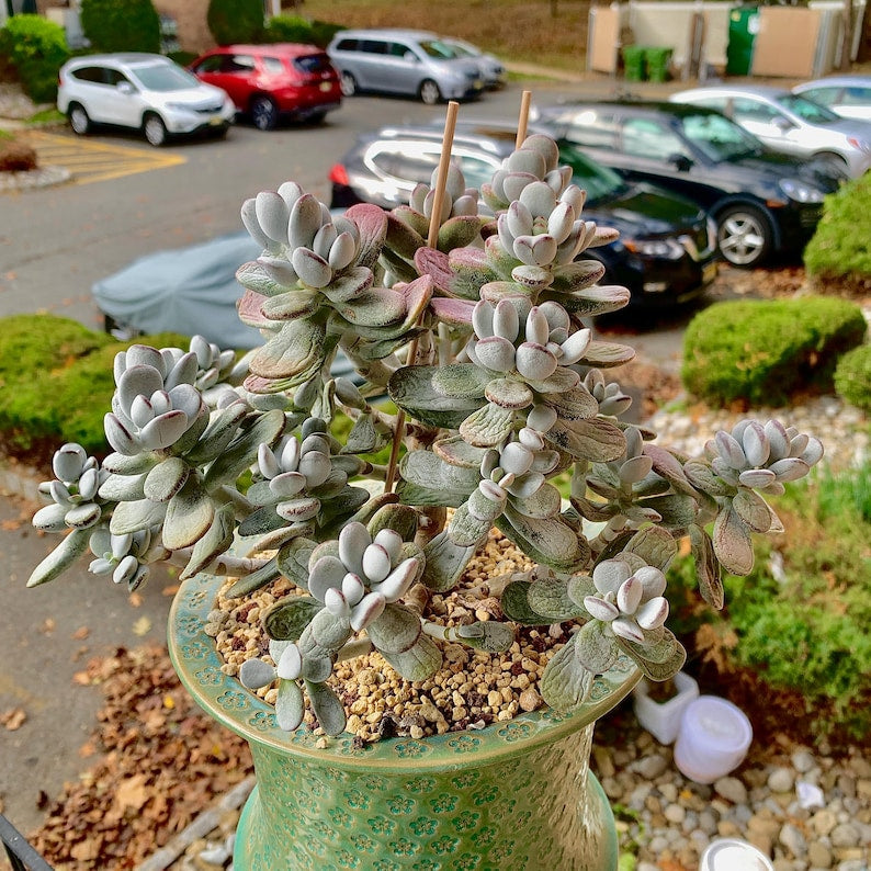 Boutique Big Rare Succulents/Cotyledon Orbiculata cv. Variegated/What You See is What You Get/Bare Root Without Soil Pot/Plants Gifts