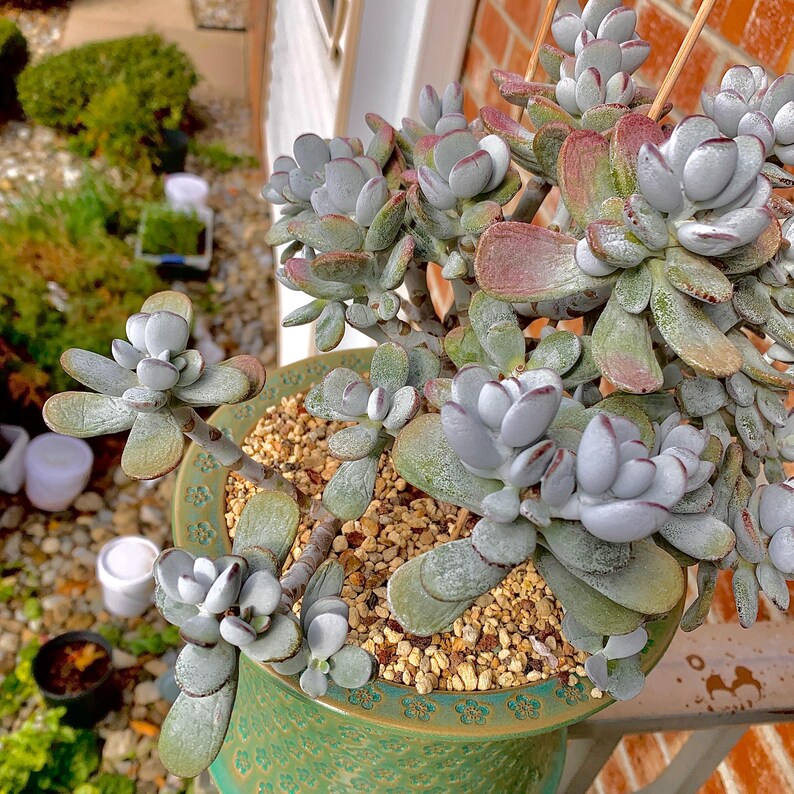Boutique Big Rare Succulents/Cotyledon Orbiculata cv. Variegated/What You See is What You Get/Bare Root Without Soil Pot/Plants Gifts