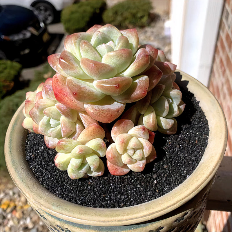 Exact Plant - Rare Echeveria 'Ice Green' - WYSIWYG Live Succulent 1 of 1