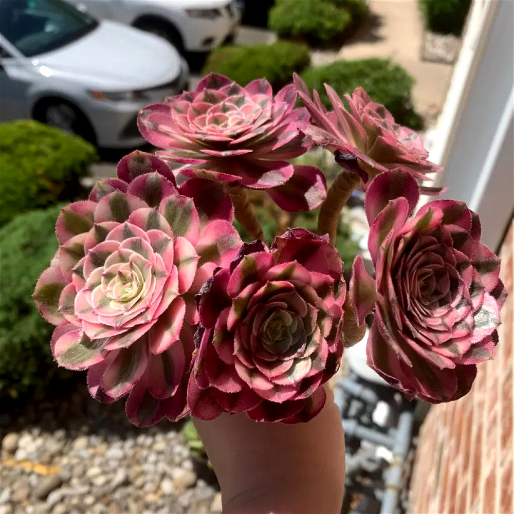 Premium Rare Live Succulent - Aeonium 'Pink Witch' Variegated - 4-5 Heads Clump-forming Plant - Perfect as Wedding Favors or Indoor Decor