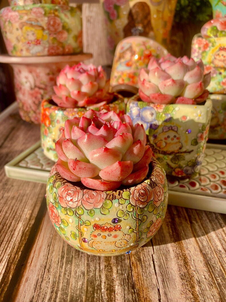 Pet-safe Succulent - Echeveria 'Silhouette' - Classic Rose-shaped Rosette Plant
