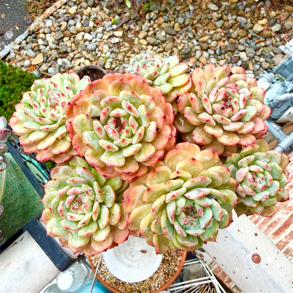 Echeveria 'Rosy Glow' 6.5"-7" WYSIWYG Live Plant - Exact Plant Shown Collector Rare Succulent
