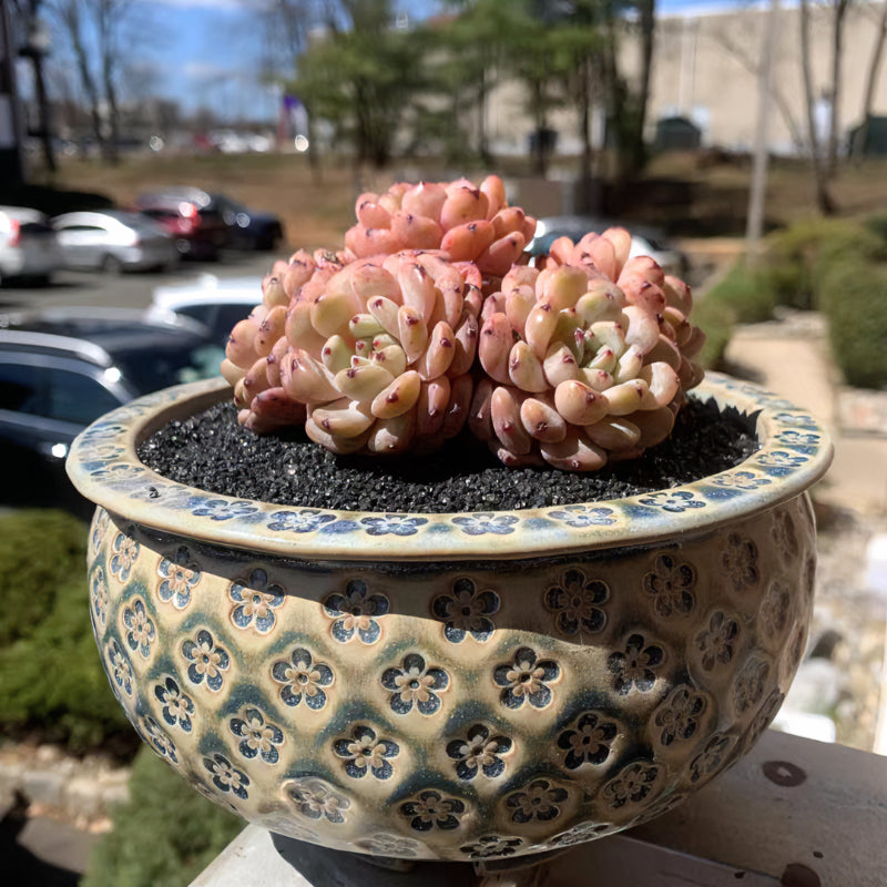 Exact Plant - Echeveria 'Viyant' Rare Succulent 1 of 1 - WYSIWYG Live Plant Approx. 5" in Diameter