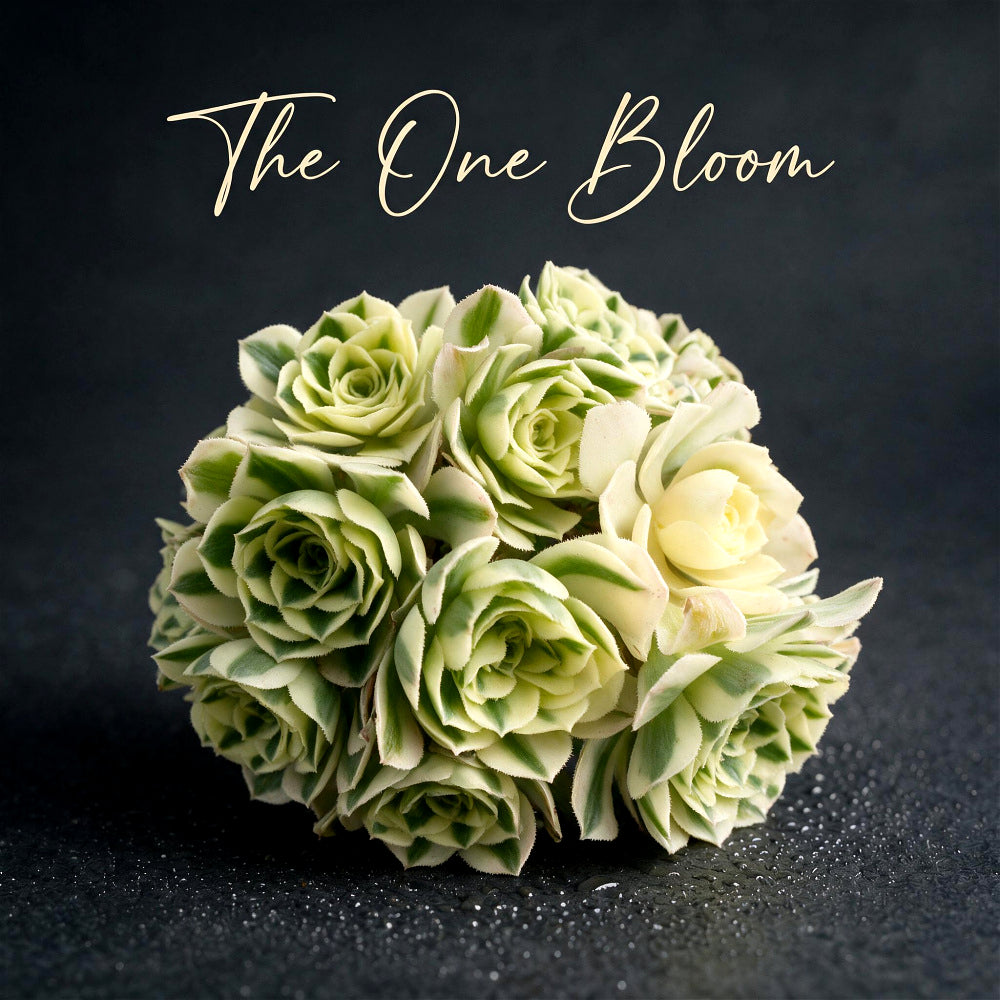 Luxury Rare Small-Bouquet-Style Succulent - Aeonium 'Maybach' Variegata Cluster - Perfect As Wedding Favors or Indoor Decor