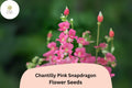 Chantilly Pink Snapdragon Seeds - 1000+ Tall, Fragrant Pink Blooms for Garden & Cut Flowers