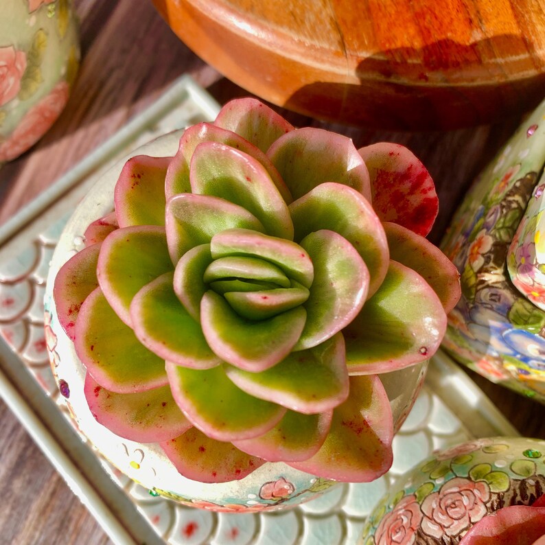 [Mother's Day Gift 💕🎁] A Stunning Rosette Succulent - Echeveria 'Ice Rose' - Naturally Variegated With Pale Green to Icy Pink