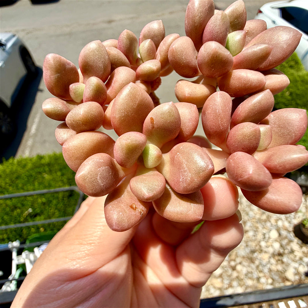 xGraptoveria 'Avant-garde' Clump-forming - 3-6 Heads Succulents Approx. 3"-3.5" in Diameter