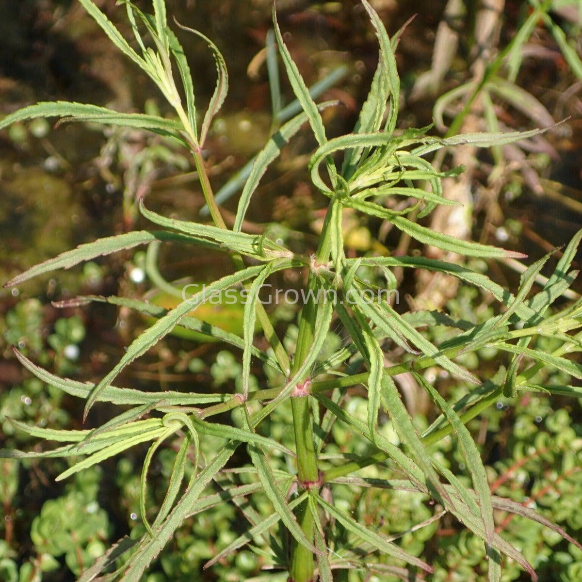 Grower's Choice High Light Plants (6 Bunches)