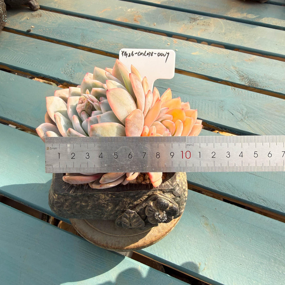 CML078-0007 Exact Plant Shown – Echeveria 'Orange Monroe' Variegated 4.5" Mature Plant | What You See Is What You Get Rare Succulent