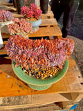 Rare Echeveria ‘Orange Monroe’ Succulent Plant | Boutique Live Succulent | What You See is What You Get | Bare Root 2512-043
