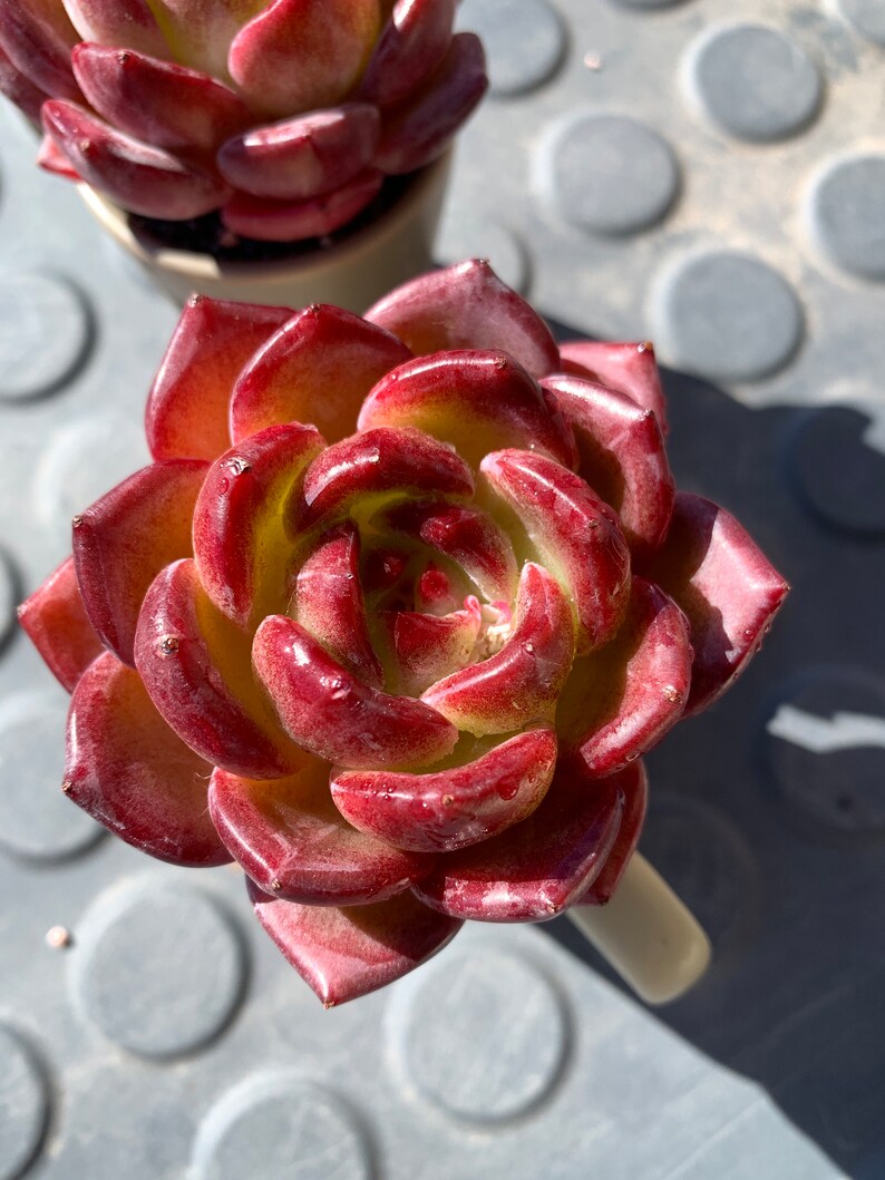 Rare Delicate Succulent - Echeveria 'Love Bird' - Popular Among Collectors For Vibrant Color