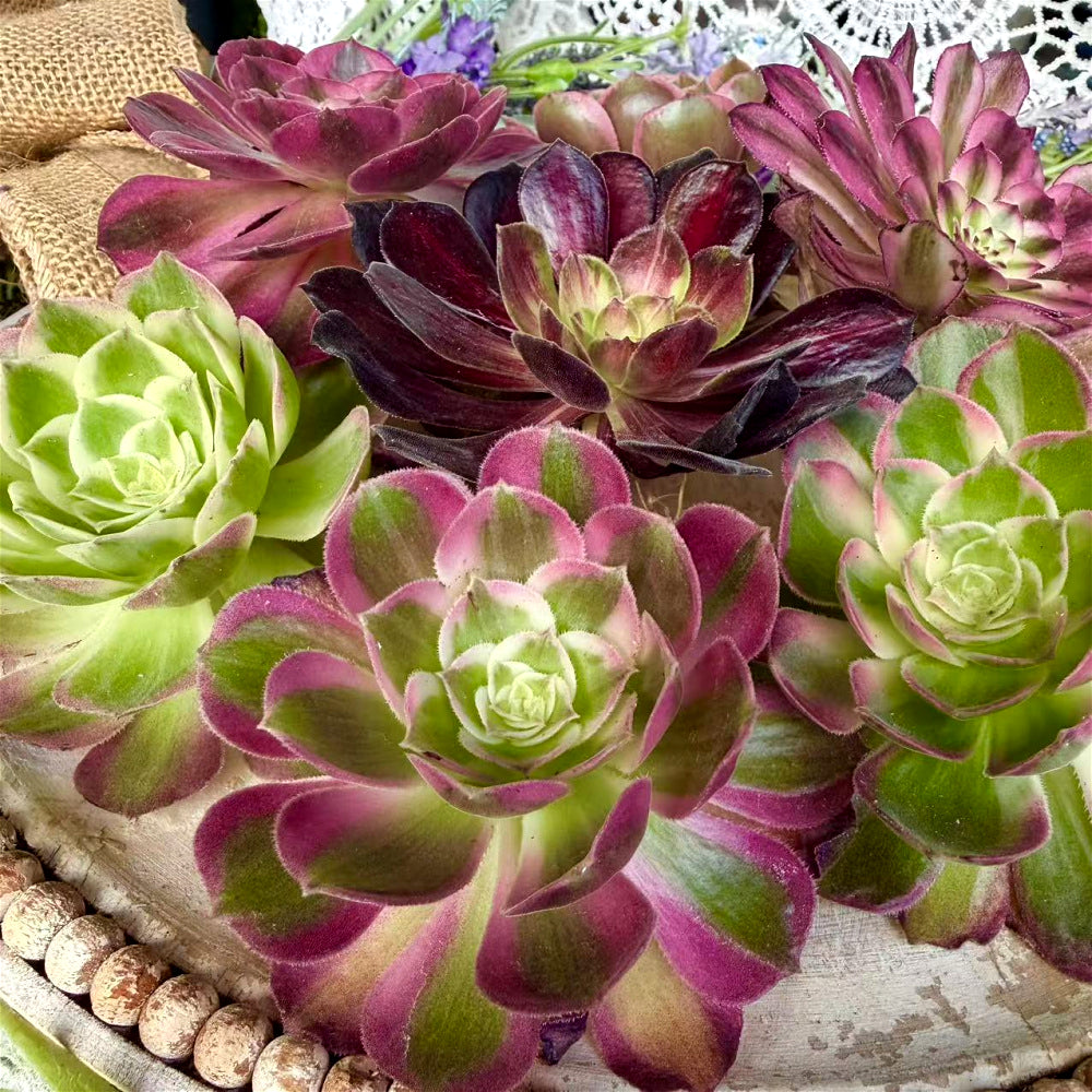 6-PCS Premium Assorted Aeonium Cutting Live Plant Set - Mix Plants Random Succulents