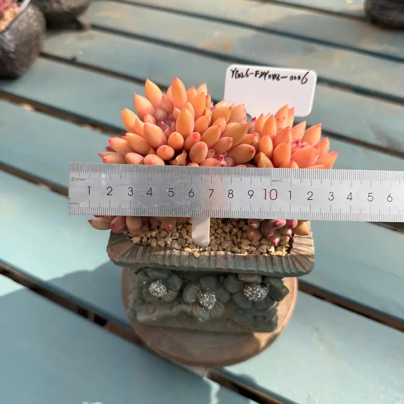 Rare 2.5-year-old succulent | Echeveria 'Pink Cherry' Gen 2 | 4.7-inch Boutique succulent No. EDY088-0006