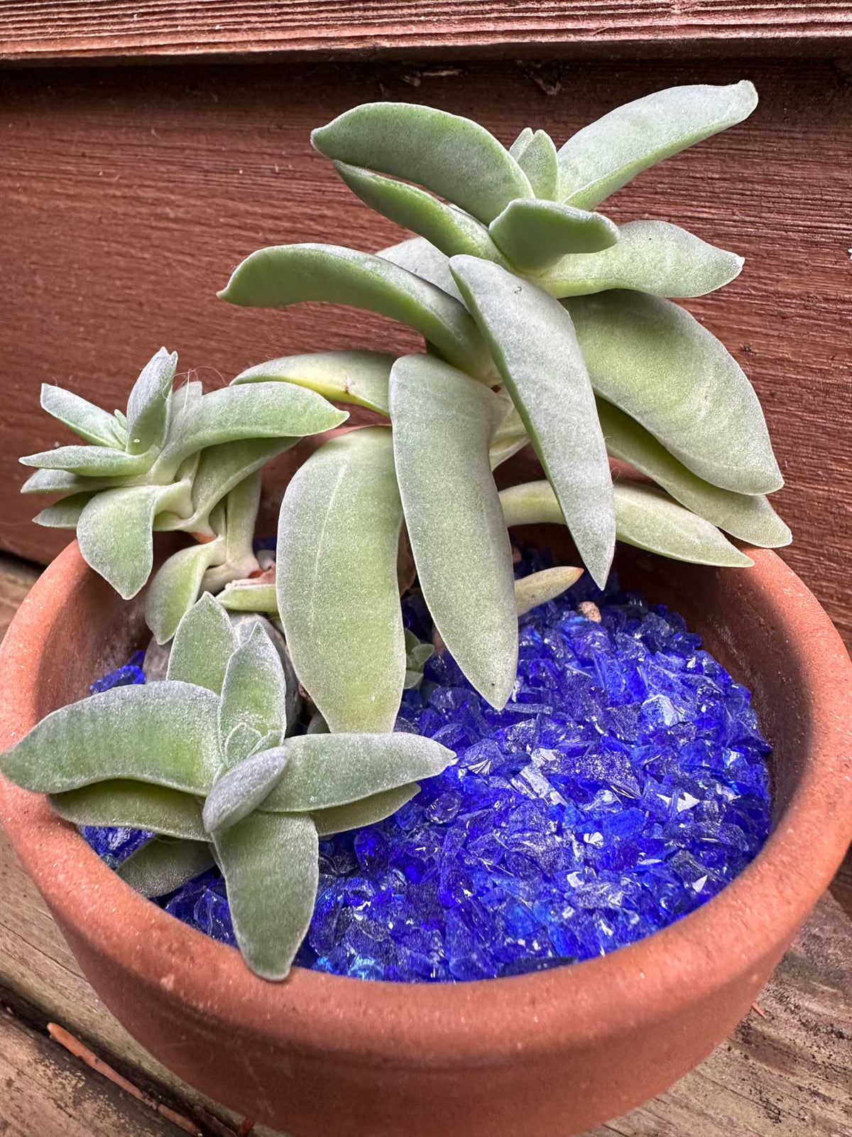 2nd SAND: New Terrarium and Container Decoration! COLLECTIVE
