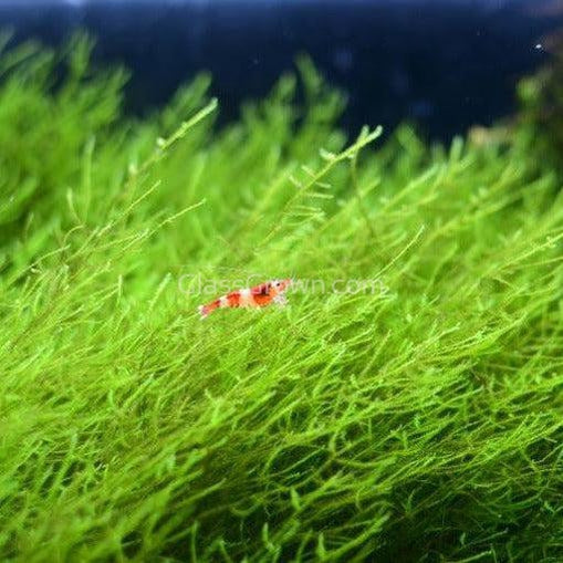 Java Moss Floating Ball