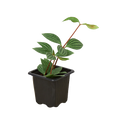 Peperomia Puteolata Tetragona 'Parallel'