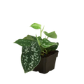 Scindapsus Pictus 'Argyraeus' Satin Pothos