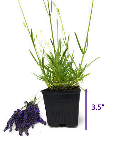 Live Provence Lavender Plant (Lavandula × intermedia)
