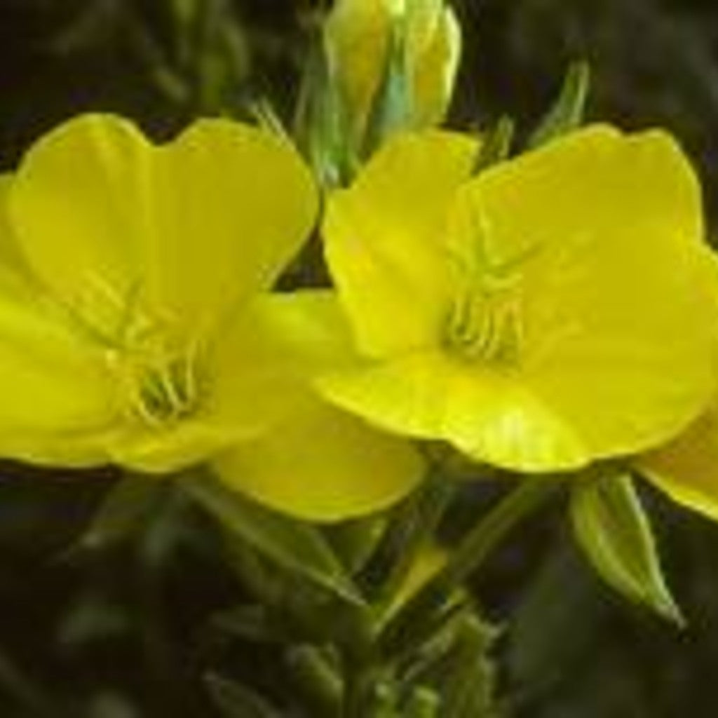 Common Evening Primrose Live Plant – Oenothera biennis – Native Pollinator Biennial, Zones 3–11