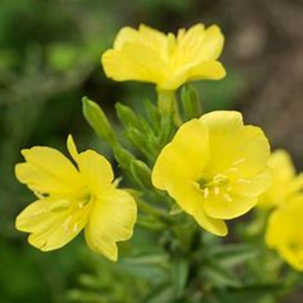 Common Evening Primrose Live Plant – Oenothera biennis – Native Pollinator Biennial, Zones 3–11