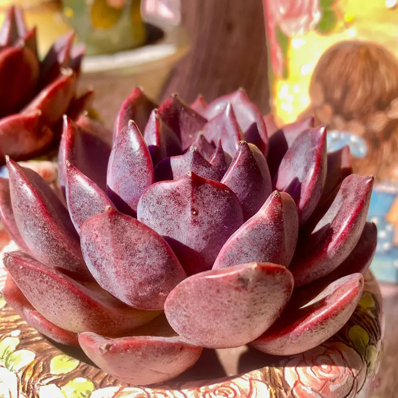 Rare and Striking Succulent - Echeveria 'Black Mamba' - “The Mamba Mentality” is like Los Angeles at 4 a.m.