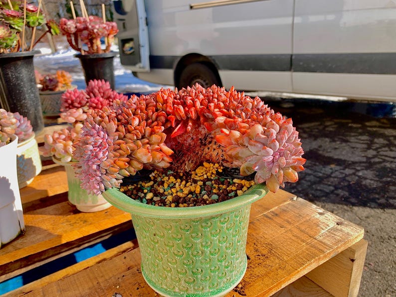 Rare Echeveria ‘Orange Monroe’ Succulent Plant | Boutique Live Succulent | What You See is What You Get | Bare Root 2512-043