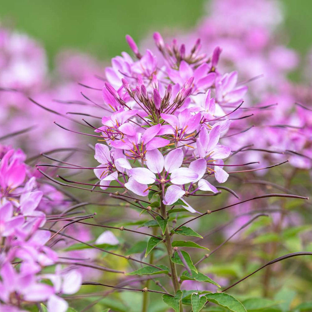 Cleome Seeds (Spider Flower) – 50 Seeds, Self-Seeding Annual, Pink & Purple Blooms