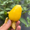 Chupon de Malinalco Tomatillo Seeds – 25 Seeds, Heirloom Mexican Variety, Salsa & Fresh Eating