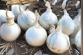 Blanco Duro Onion Seeds - Heirloom White Allium cepa for Home Garden, Cooking & Salad, 250 mg