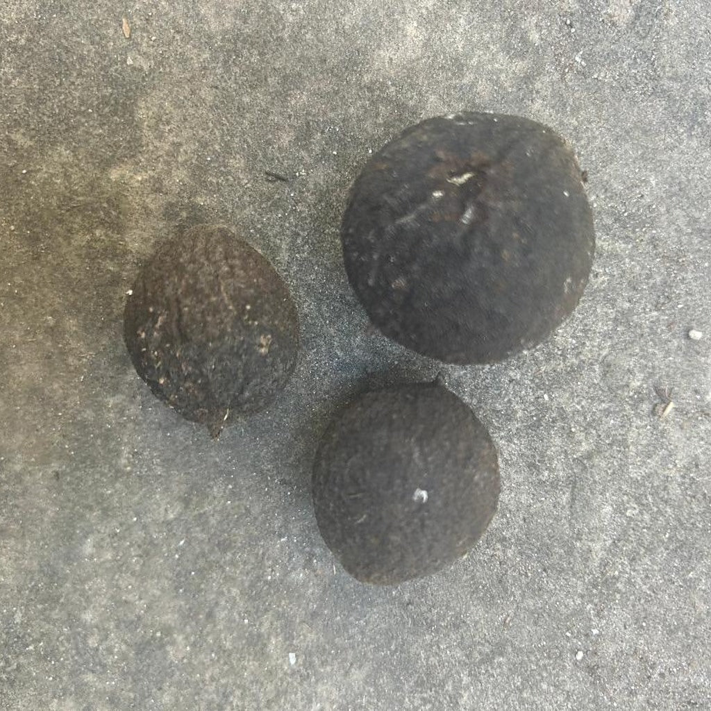 Organic Black Walnuts in Hulls for Ritual Baths - Set of 3