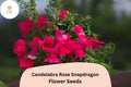 Candelabra Rose Snapdragon Seeds - 1000+ Antirrhinum majus Rose-Pink Blooms for Gardens & Borders