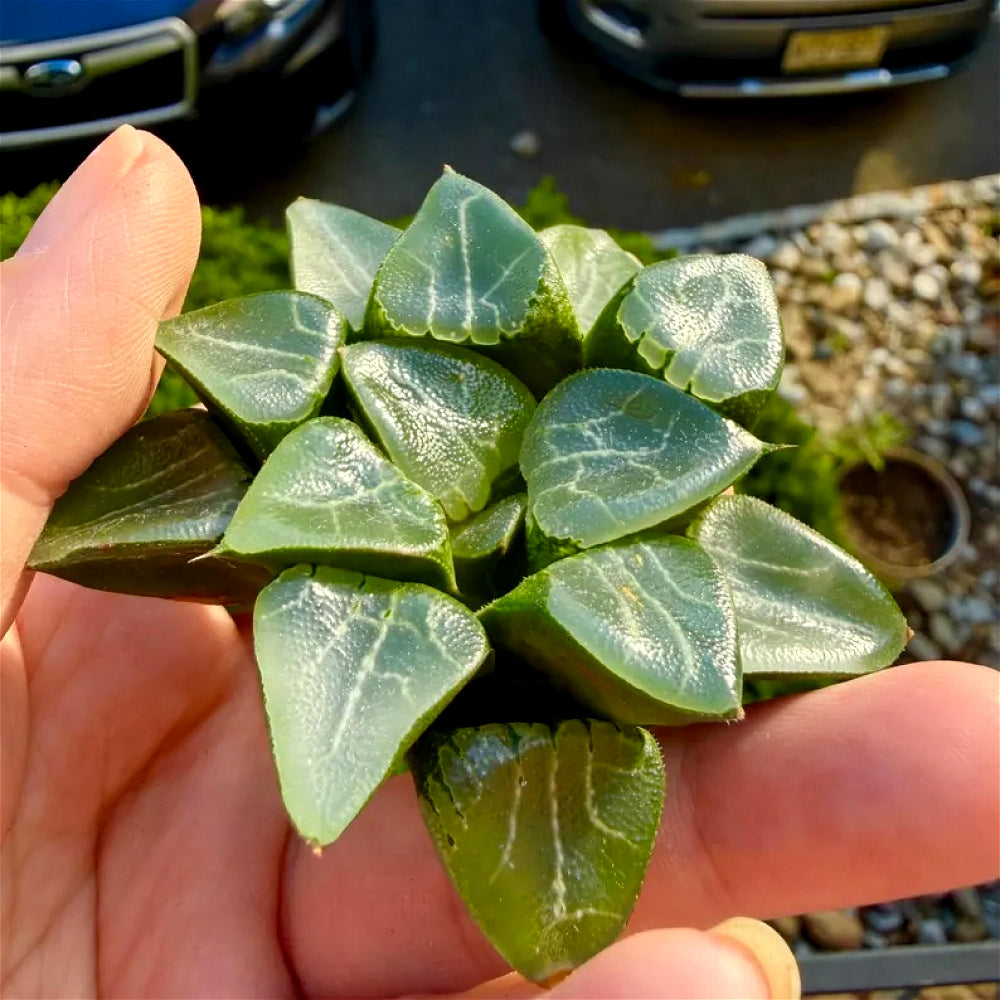 Rare Succulent - Haworthia Emelyae - Easy Maintenance Live Plant for Gifts