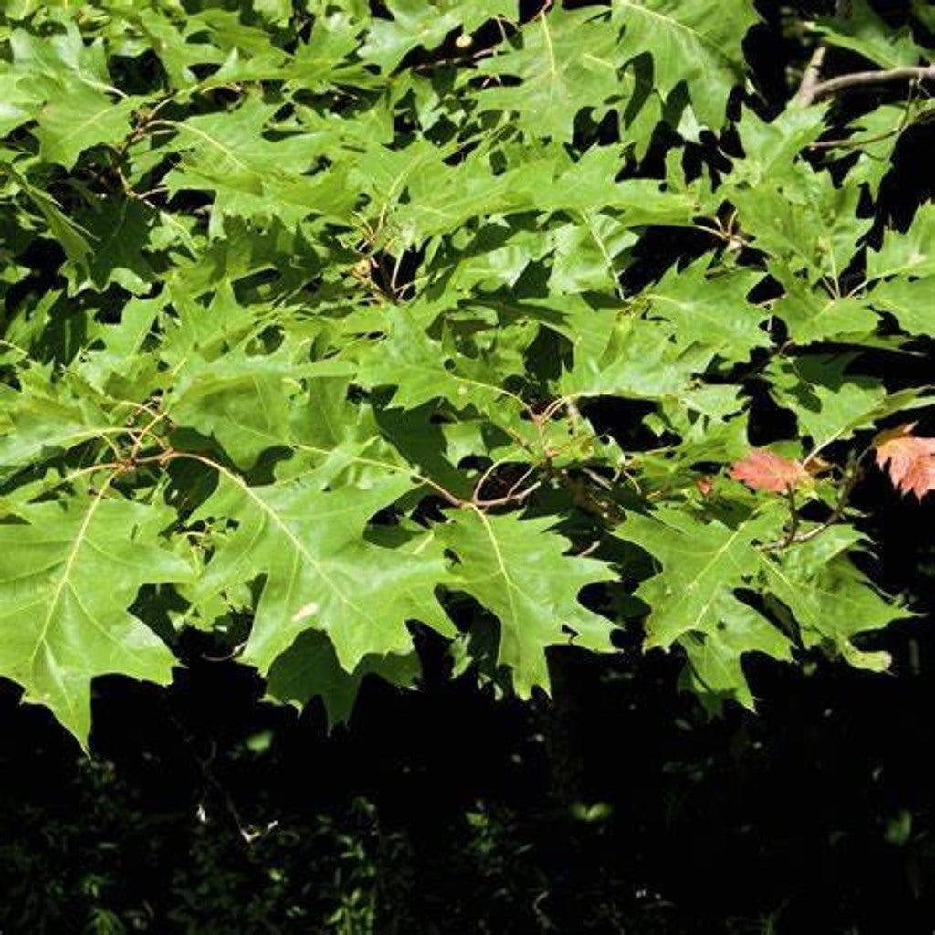 Northern Red Oak Live Tree – Quercus rubra – Native Shade Tree, Zones 3–8