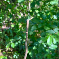 European Hazelnut Stem Cuttings – 10-Pack, 6" Fresh-Cut for Propagation