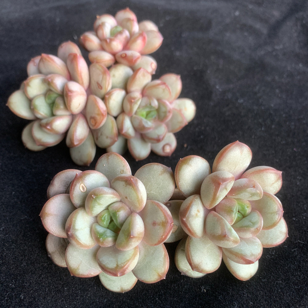 Highly Valued Succulent - Echeveria 'Champagne Grapes' - "Bubbly" Appearance Grape-like Cluster