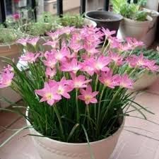 (12) Pink Rain Lily Flower Plants - Zephyranthes Grandiflora Outdoor Flower Bulbs | Beautiful Rain Lily