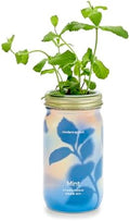 Modern Sprout Mason Garden Jar - Self-Watering Hydroponics Growing System Kit with Organic Herb Seeds - Jar Planter for Indoor Herb Garden - Seed Starter Kit - Home Decor & Gifting - Mint